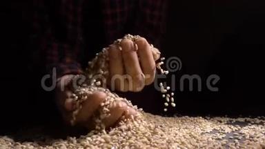 黑色背景上从上面落下的珍珠大麦或小麦的<strong>一堆</strong>。 农业特写宏观<strong>粮食</strong>
